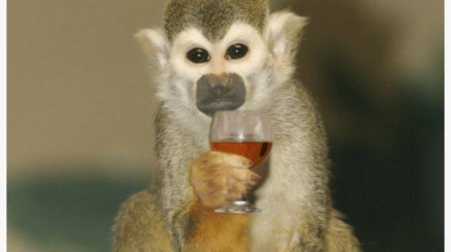 Shutterstock-monkey-drinking